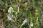 Large yellow vetch